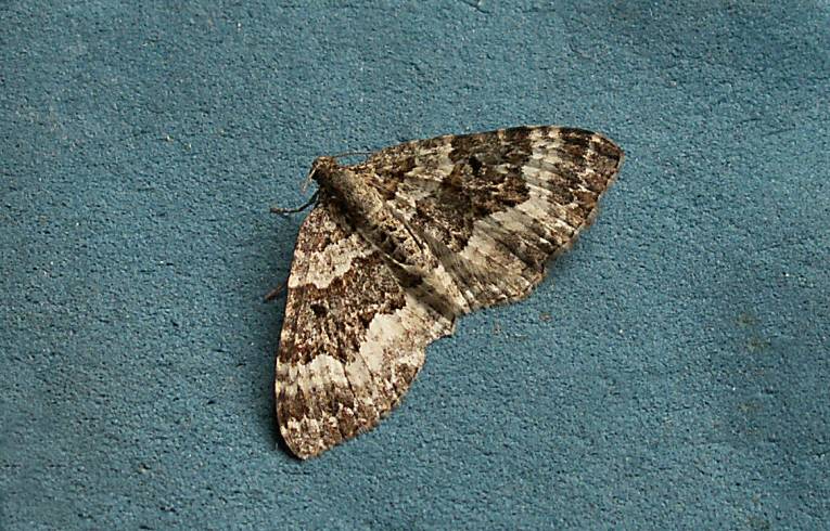 Common Carpet