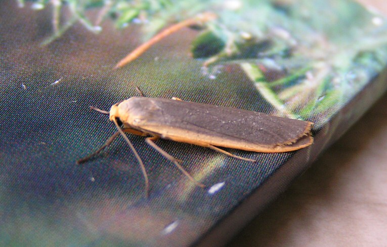 Common Footman