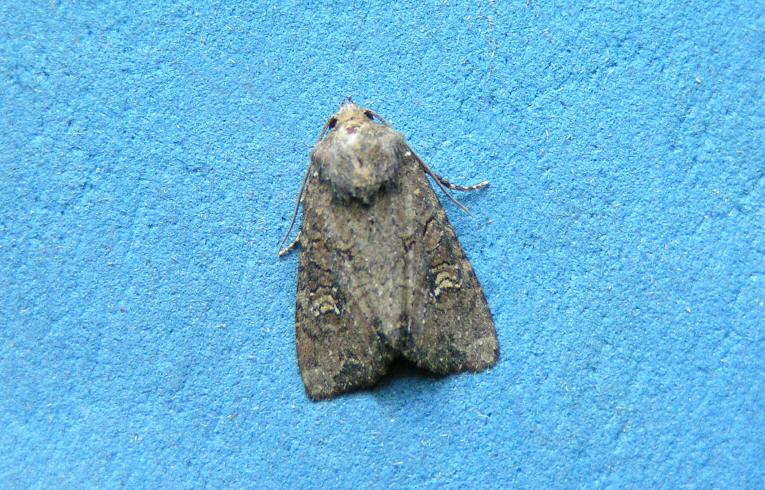 Common Rustic