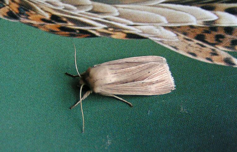 Common Wainscot