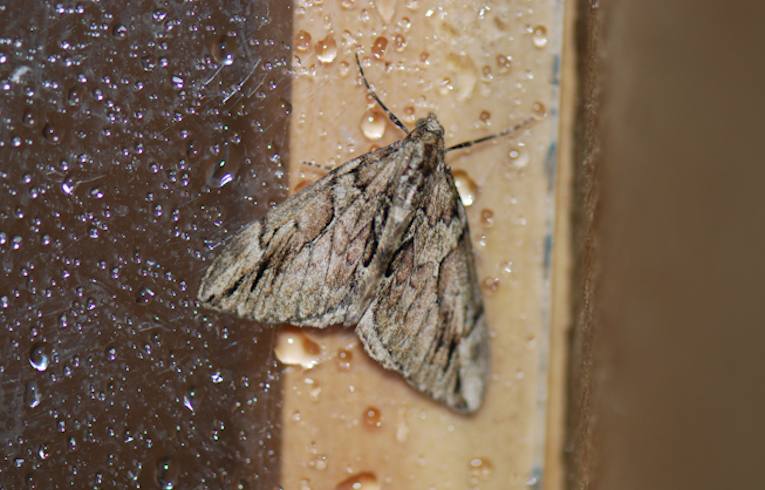 Thera cupressata