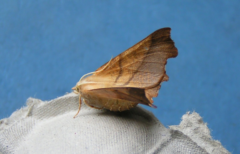 Dusky Thorn