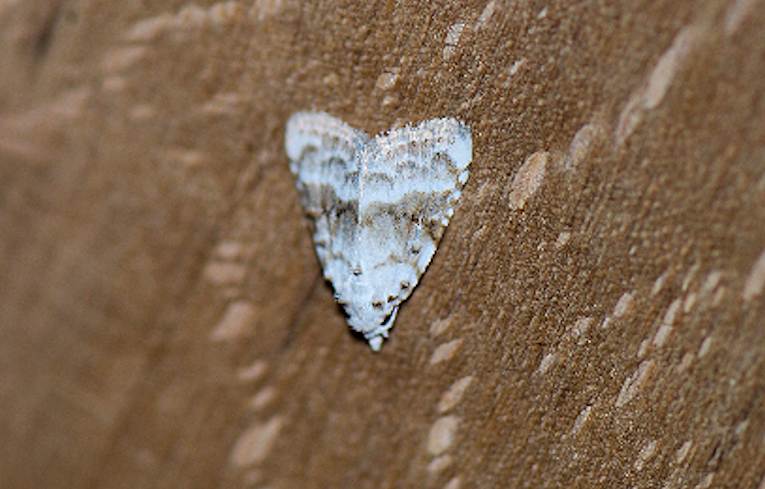 Kent Black Arches