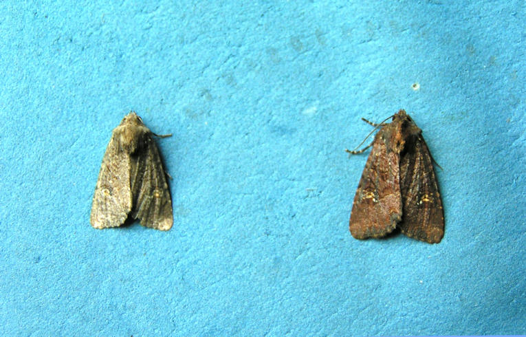 Lesser Common Rustic (?) and Common Rustic