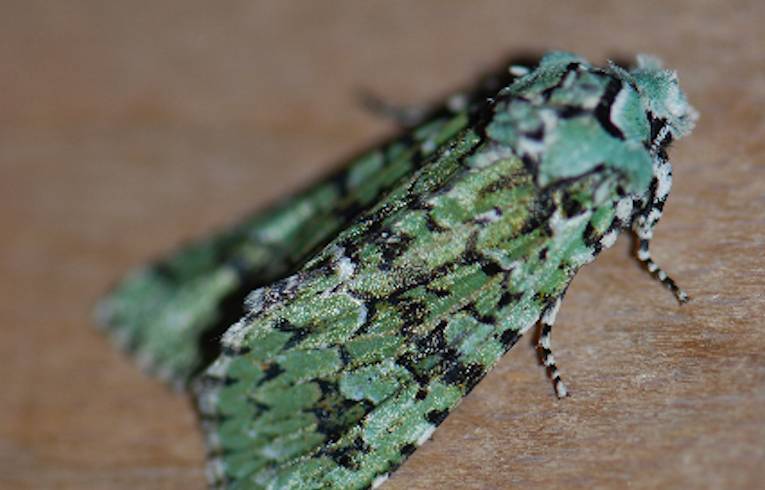 Merveille du Jour