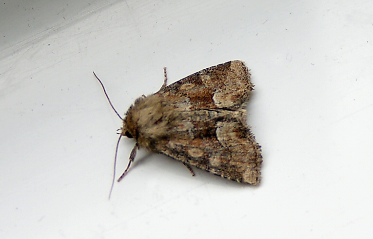 Middle-barred Minor 