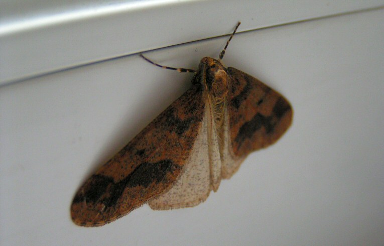 Mottled Umber