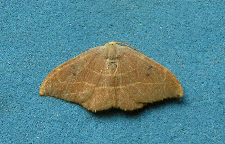 Oak Hook-Tip