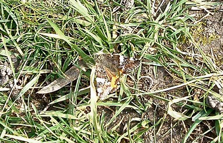 Orange Underwing