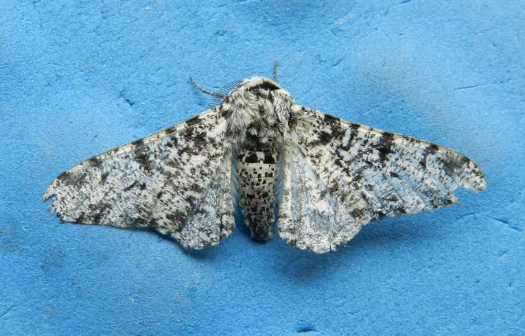 Peppered Moth