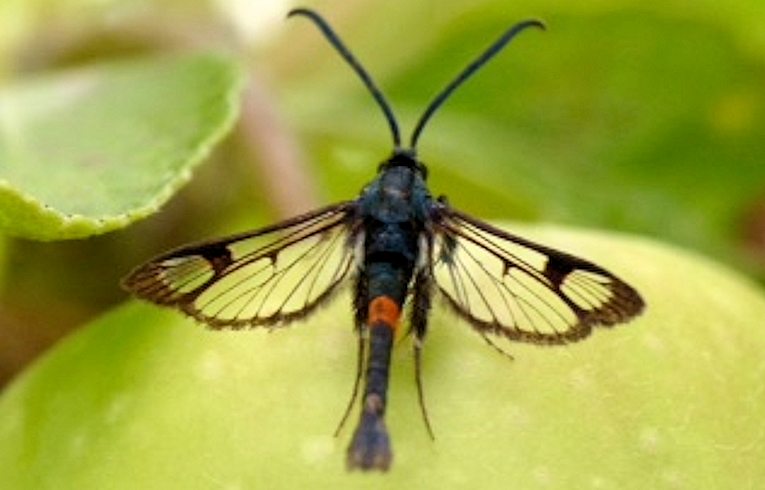 Red-belted Clearwing