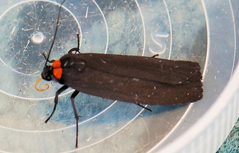 Red-necked Footman