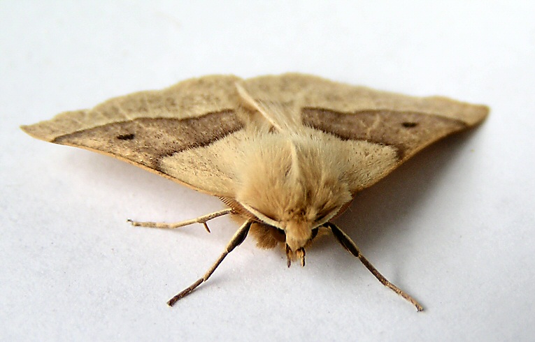 Scalloped Oak