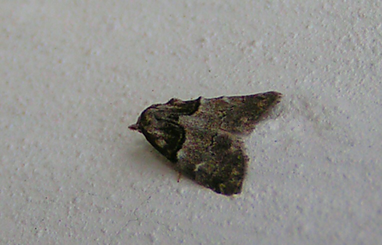 Short-cloaked Moth