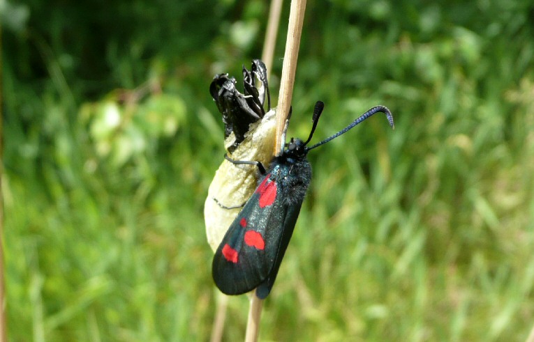 Burnet Moth