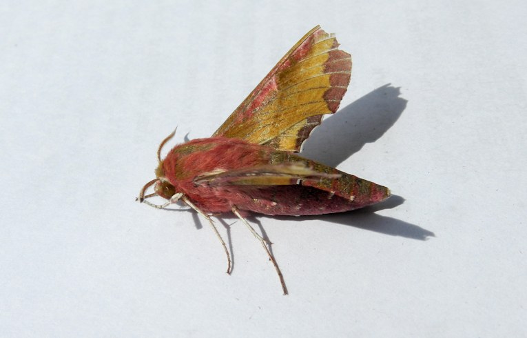 Small Elephant Hawkmoth