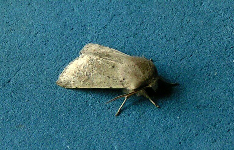 Small Quaker