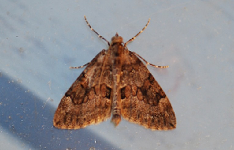 Spruce Carpet
