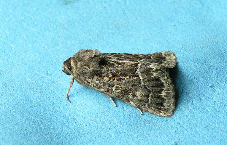 Straw Underwing