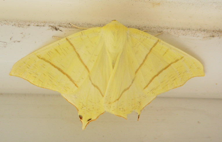 Swallow-tailed Moth