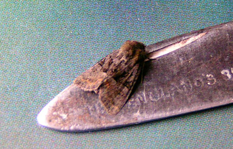 Tawny Marbled Minor