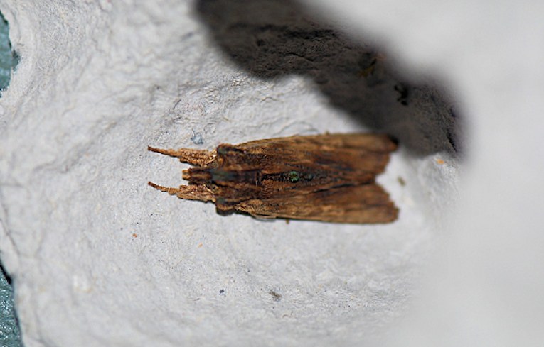 Tawny Pinion