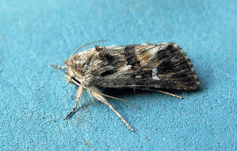 Toadflax Brocade