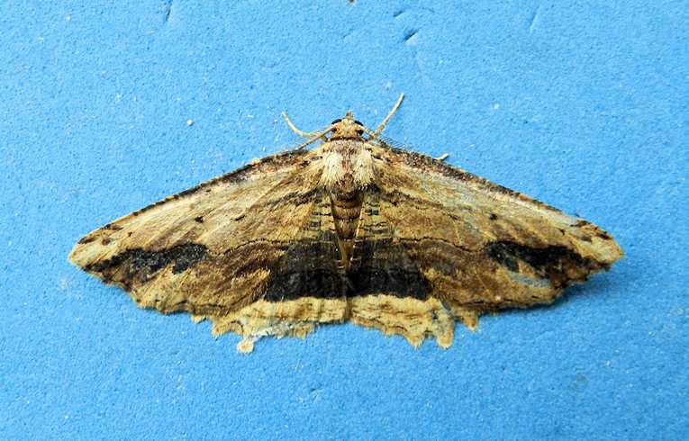 Waved Umber
