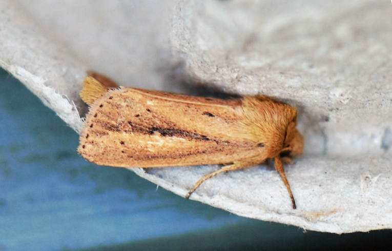 Webb's Wainscot