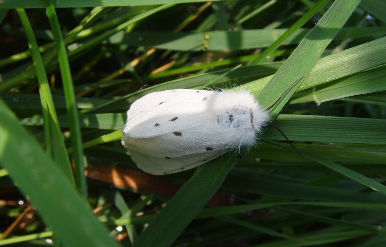 White Ermine Spilosoma lubricipeda