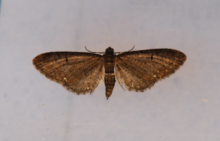 White-spotted Pug