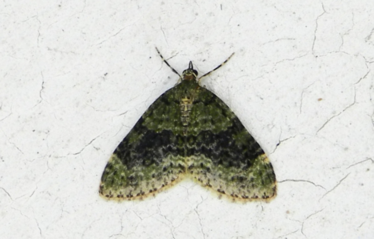 Yellow-barred Brindle