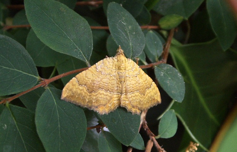 Yellow Shell Epipactis helleborine