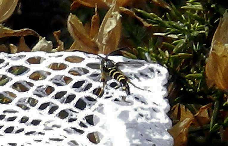 Yellow-legged Clearwing