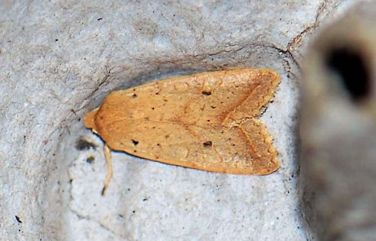 Yellow-line Quaker