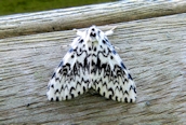 Black Arches