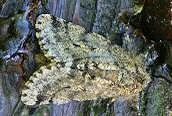 Brindled Beauty