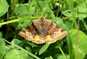 Burnet Companion