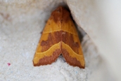 Centre-barred Sallow