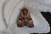 Clouded Brindle