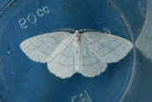 Common White Wave