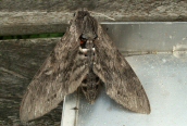 Conolvulus Hawkmoth