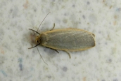 Dingy Footman