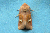 Ear Moth
