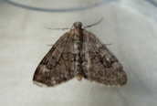 Grey Pine Carpet