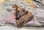 Gypsy Moth