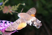 Humming-bird Hawk-moth