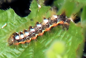 Acronicta rumicus