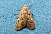 Least Black Arches
