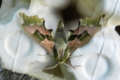 Lime Hawkmoth